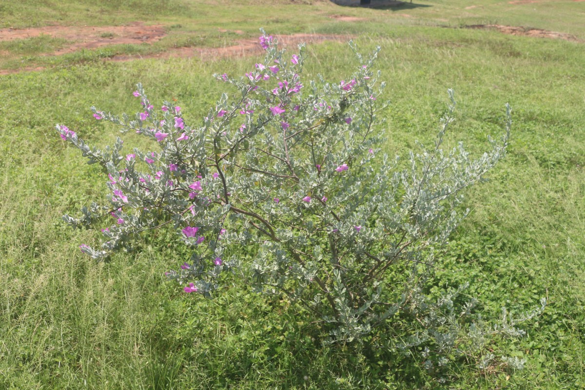 Leucophyllum frutescens (Berland.) I.M.Johnst.